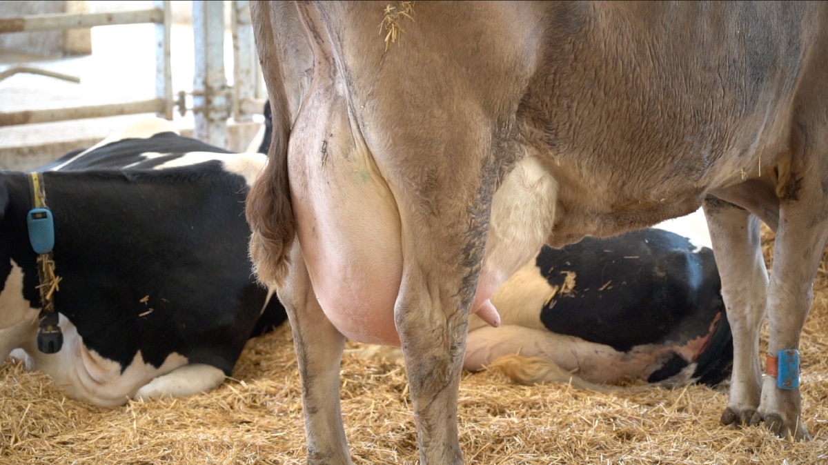 Preceon - Smart Corn System offre una fibra maggiormente digeribile per le vacche